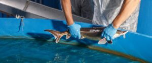 fci watermakers background fishery